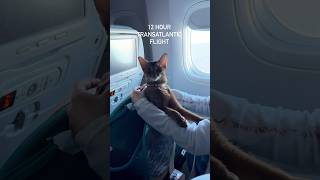 Adventures with Abyssinian cat ❤ Flying with a cat #abyssinian #catshorts #plane #travel #catshorts