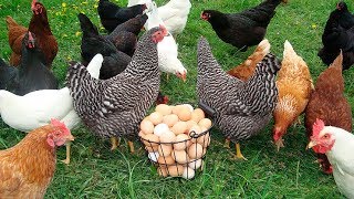 Куры несушки как бизнес идея