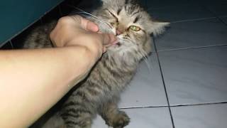 Kucing Minta Disuapin Makan  Cat Area