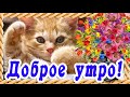 САМОГО СОЛНЕЧНОГО ДОБРОГО ВАМ УТРЕЧКА 😻 ДОБРОГО УТРА 😻 С ДОБРЫМ УТРОМ 😻 ДОБРОЕ УТРО ТЕБЕ 😻 ОТКРЫТКА