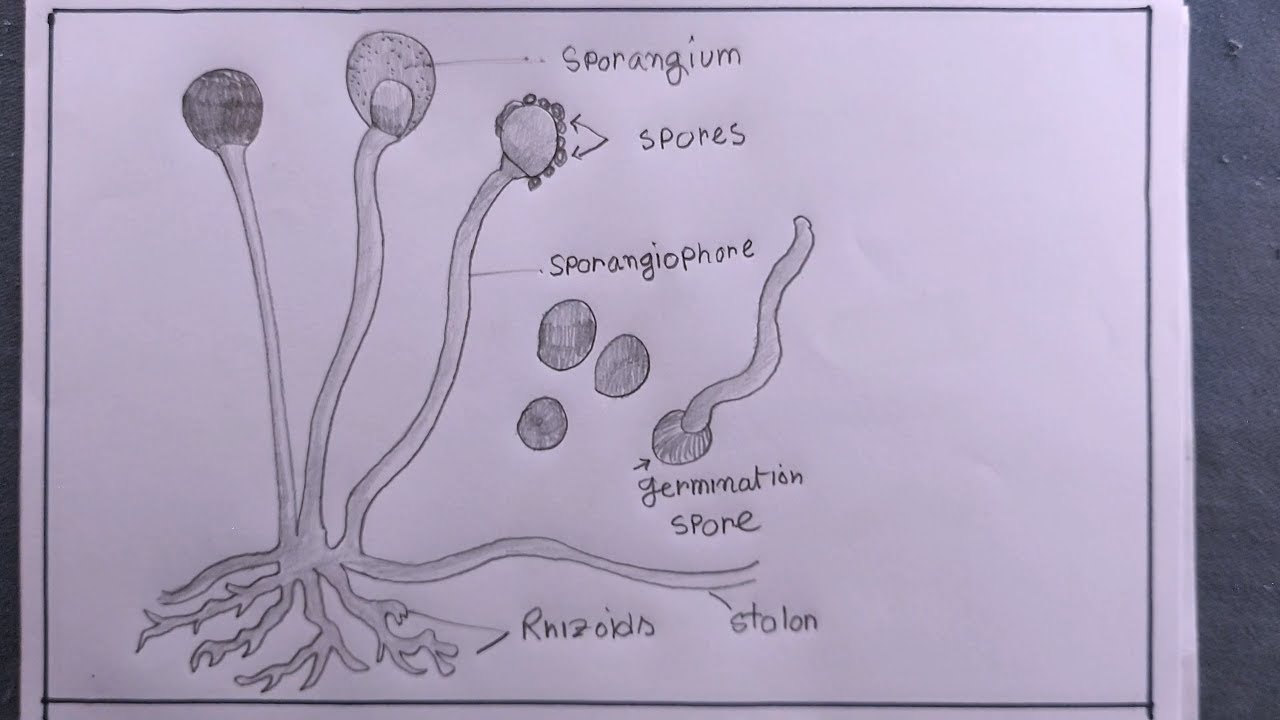 The Autistic Naturalist How To Draw Fungi