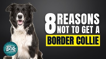 8 Reasons Why You SHOULD NOT Get a Border Collie