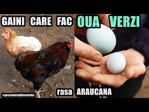 Video: Ce găini depun ouă verzi?