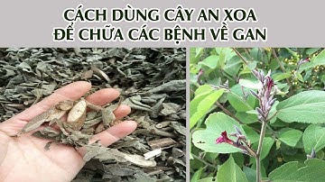 Cách dùng cây an xoa chữa bệnh về gan hiệu quả nhất