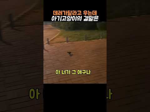 엄마를 잃어버린 아기고양이...... #고양이 #고양이쇼츠 #귀여운 #엄마 thumbnail