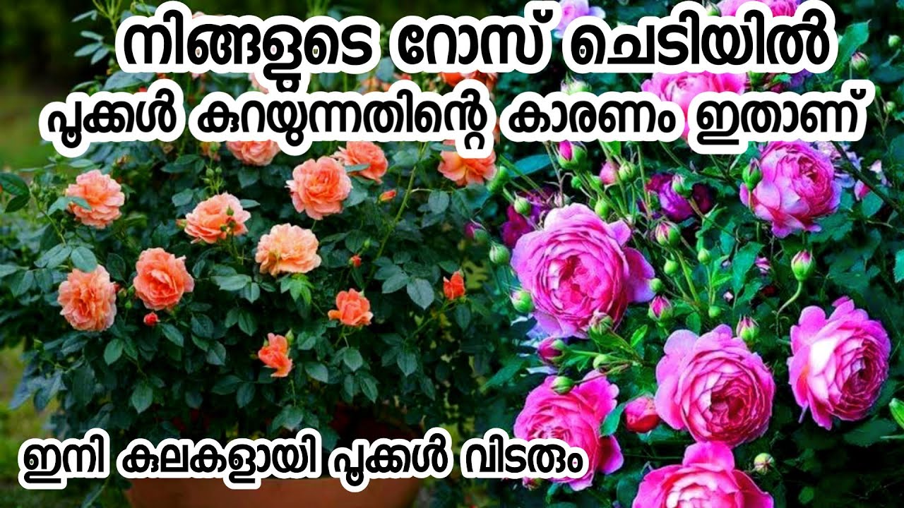 റോസ് ചെടിയിൽ പൂക്കൾ കുറയുന്നതിന്റെ കാരണം ഇതാണ്rose plant in malayalam
