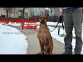 How to STOP leash pulling with your Rhodesian Ridgeback の動画、YouTube動画。