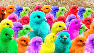 Catch Cute Chickens, Colorful Chickens, Rainbow Chickens, Ducks, Cute Cats, Rabbits, Cute Animals