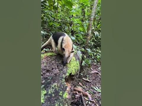 T-Pose Anteater Tamandua T Pose 😱 #wildlife 