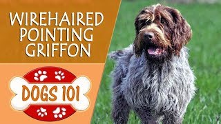 Dogs 101  WIREHAIRED POINTING GRIFFON  Top Dog Facts About the WIREHAIRED POINTING GRIFFON