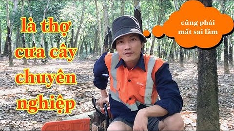 chia sẻ những điều thợ cưa cây chuyên nghiệp phải biết | hoai han vlog