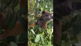 Kinkajou (Honey Bear) Enjoying The ☀️ Florida Weather.