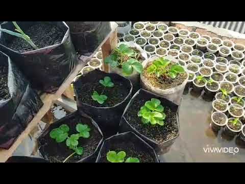 CARA MENANAM DAN MEMPERBANYAK TANAMAN STRAWBERRY 