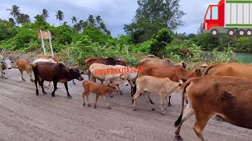 sapi.moo.lembu.sapimoo.sapi lembu.sapi limosin.sapi qurban.cow.videosapi.video lembu.sapijoget.par=6