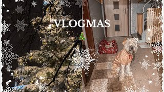 VLOGMAS - ROZSVÍCENÍ STROMKU, HAUL ZE SHEINU, ADVENTNÍ KONCERT, ADVENTNÍ KALENDÁŘE