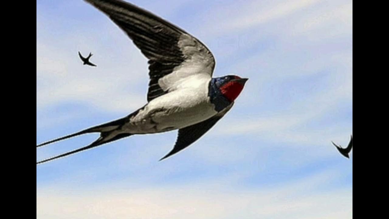 Порно жетілген балапандар трахают жас жігіттер