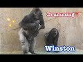 Gorilla 💎 Winston chest beats 💎chases Frank ☀️🔅❗️ ウィンストンのドラミングとフランクを追いかける❗️🦍　San Diego