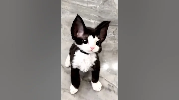 Video 11626451: devon rex kitten, funny devon rex