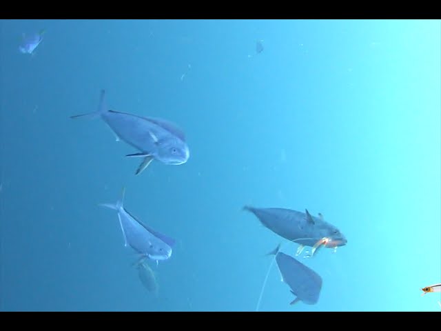 Yo-Zuri Tobimaru Barracuda attack Strick underwater film 