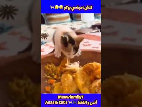 المش ميغسي بوكو فرحتوني بهاد القسرية 7 أبو القطط اكسبلور  مشة بسه قطط 