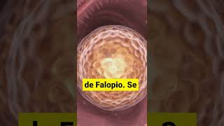 El ancla invisible: Cómo se adhiere la vida al útero #pregnancy #biología
