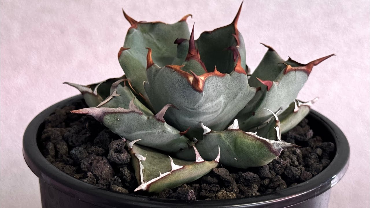 アガベ ハイブリッド・甲蟹×姫厳竜 (小株/実生)-002｜Agave hybrid isth