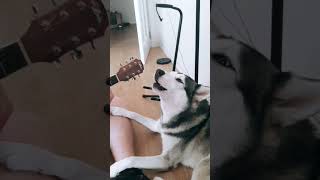 Download Lagu Anjing menggonggong ❌ anjing bernyanyi ✔️ #shorts #short #trending MP3