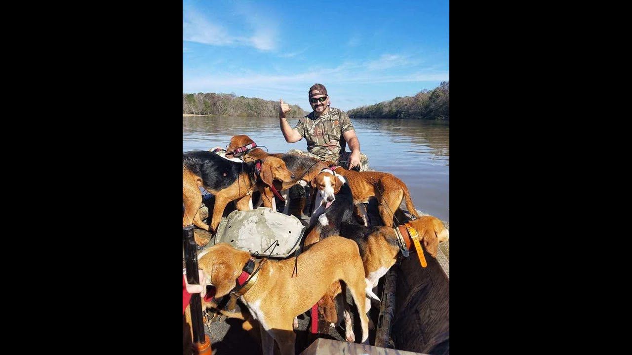 Running deer dogs\May 20,2020 Conditioning hounds on Fox YouTube