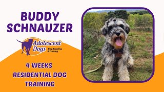 Buddy the Miniature Schnauzer  4 Weeks Residential Dog Training