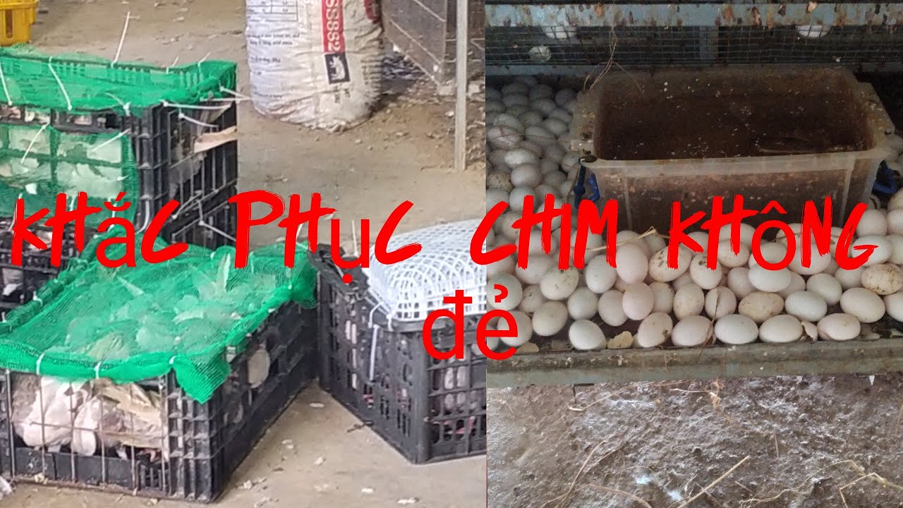 cách khắc phục chim bồ câu không để đơn giản.Trai Thế phong 0978455670.