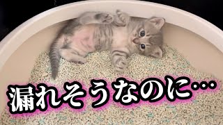 初めてのトイレに失敗した子猫がこうなりました。