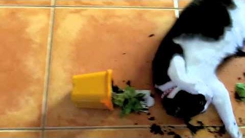 Crazy Cat high on Catnip! Hilarious