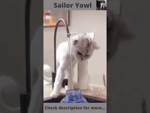 Sailor Yowl -