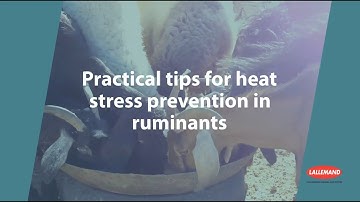 6 Practical tips to prevent heat stress in ruminants