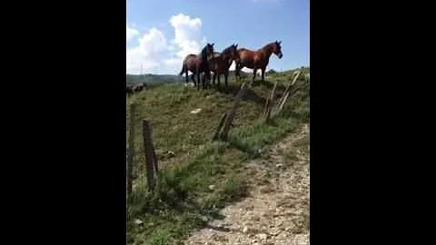 Dove andare a cavallo in Emilia Romagna?