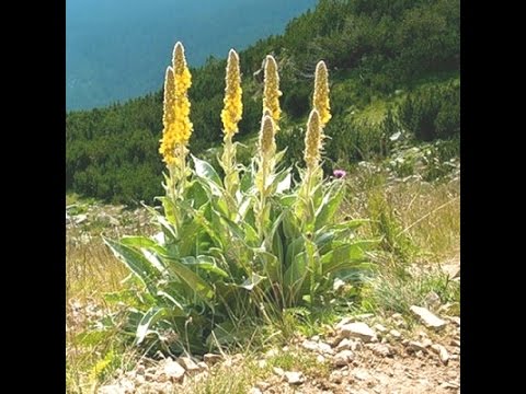 Коровяк лекарственный, царский скипетр