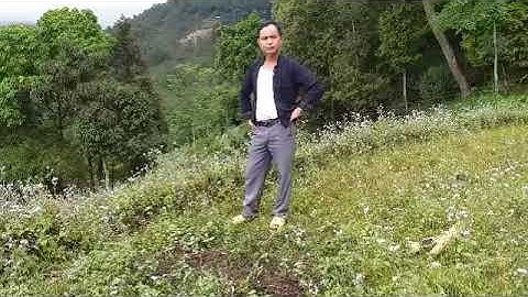 Vùi Nam Vlog | Hát nùng | Lấn shan tổ lái đống