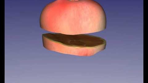 Texturing Internal Surfaces from a Few Cross-Sections (Eurographics 2007)