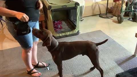 Exercise 6.1 (Wait for Cue) #1—Sit