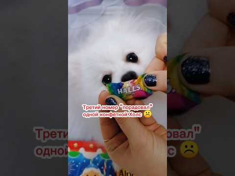 Advent calendars ✨ Days 2-3 #christmas #dog #pomeranianpuppy #animals #doglover #puppy #dogshorts