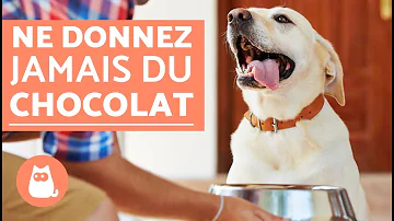 Est-ce que les chiens peuvent manger des champignons ?