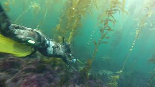 SoCal Kelp Forest Spearfishing