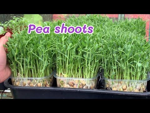 Growing PEA SHOOTS in November ? เพาะต้นอ่อนถั่วลันเตา เมล็ดสีเหลือง??