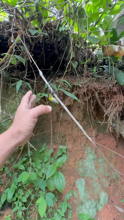 mikat pleci samping rumah #pleci  #mikatburung  #pulutburung #jebakburung