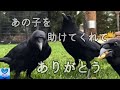 怪我したカラスの子を保護した女性。その後、親カラスたちが驚きの行動をみせました【感動】