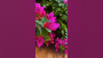 عبدالباسط عبدالصمد ~ أجمل تلاوة رددها القارىء #عبدالباسط_عبدالصمد #تلاوة_خاشعة #explore