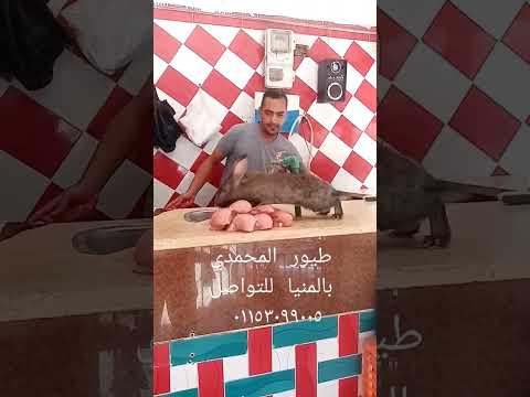 طريقه ذبح الأرنب طيور المحمدي بالمنيا شارع فندوق اللوتس خلف مستشفى الرمد المنيا للتوا ٠١١٥٣٠٩٩٠٠٥
