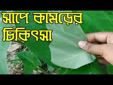 বিষাক্ত সাপে কামড় দিলে প্রাথমিক কার্যকরী চিকিৎসা