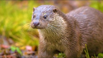 European Otter | Biodiversidade by The Navigator Company