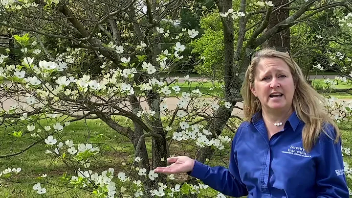 Tree of the Week: Flowering dogwood - DayDayNews